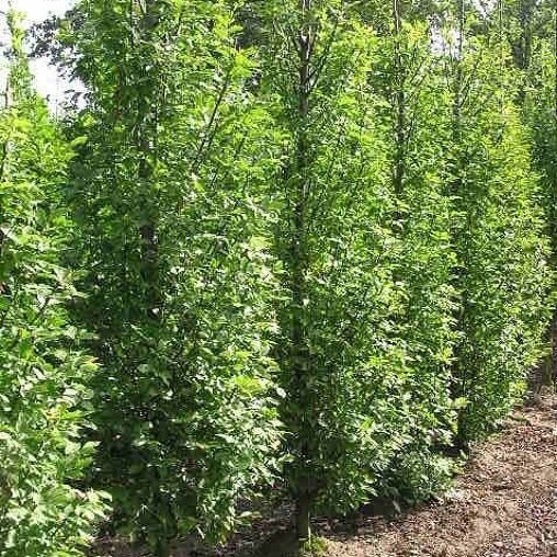 Zuil haagbeuk laagstam (Carpinus betulus 'Fastigiata')